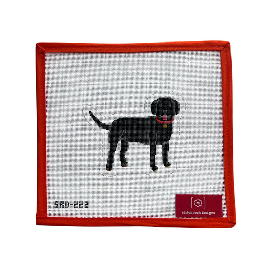 Black Labrador